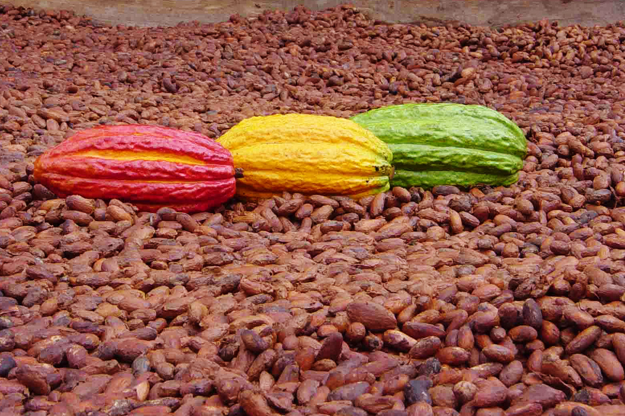 raw-Cacao-coolangatta
